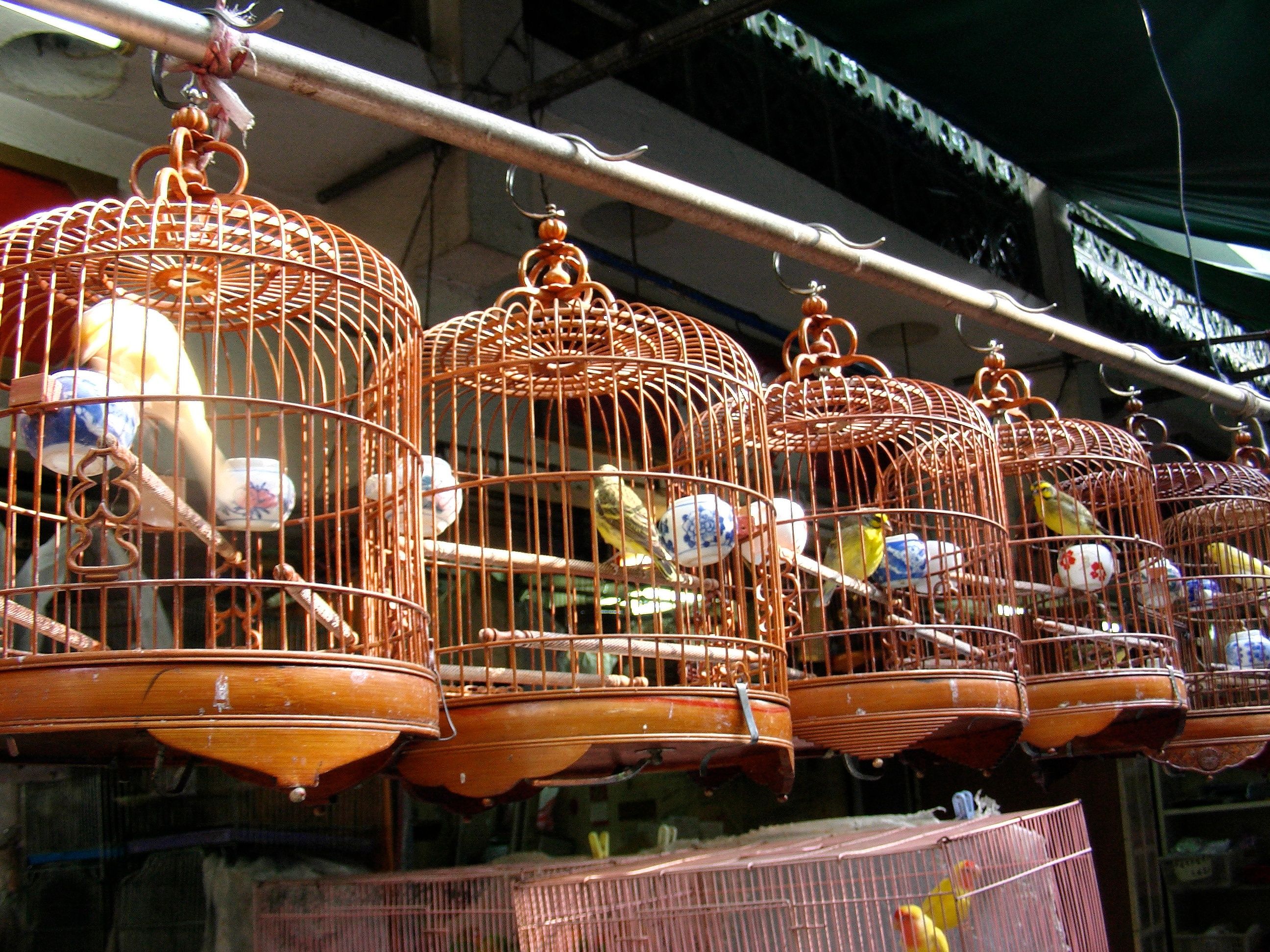Где Купить Птицу В Москве